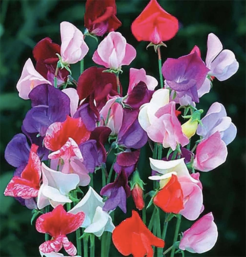 Fragrant Sweet Pea Seeds Climbimg Vine Up to 8' - Approximately 50 Seeds - Most Fragrant Sweet Peas - Lathyrus Odoratus
