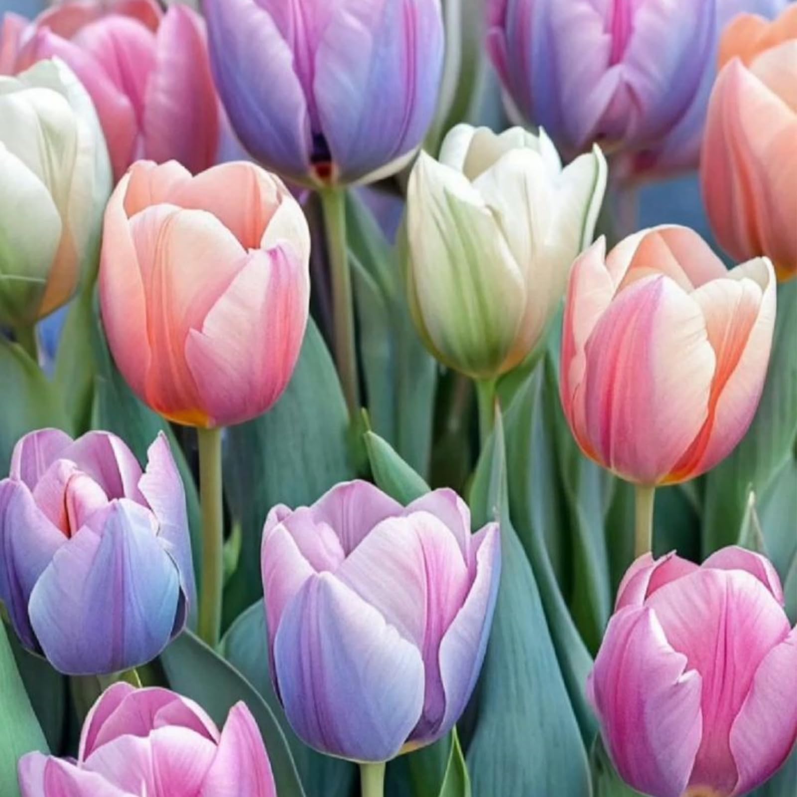 Tulip Bulbs.Strong Plants That Grow Well Mix Golden Jade Carving Feels Beautiful//。Mix-(CXXFGFT).-4 Bulbs-A — image 1