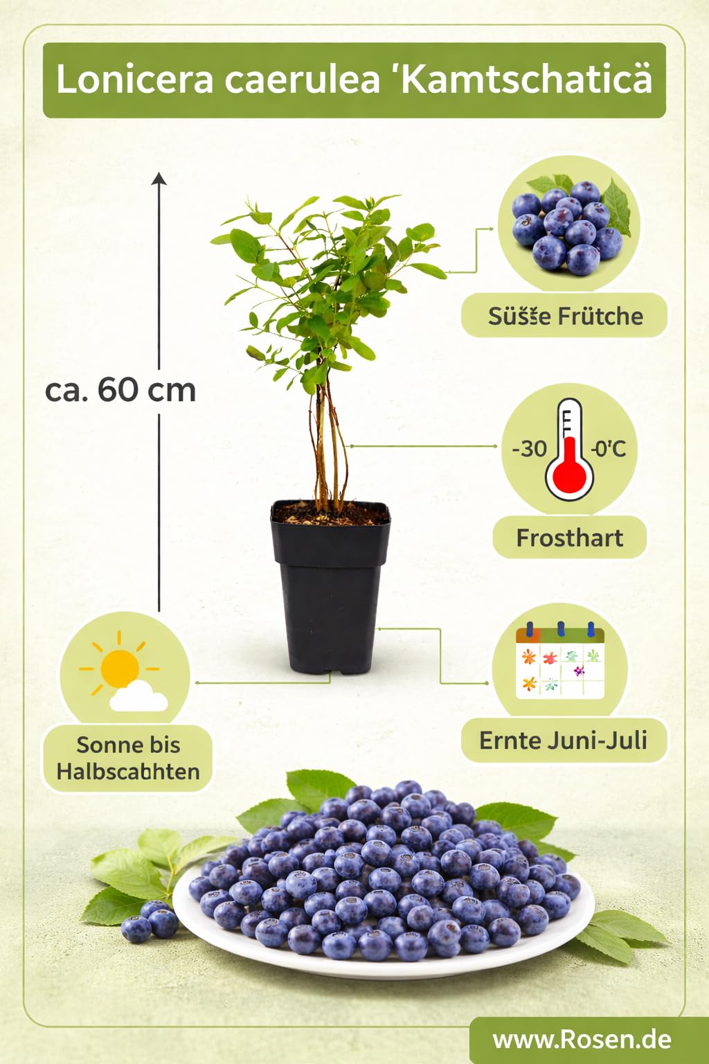 Sibirische Blaubeere Velvet 30-40cm  Lonicera Caerulea  Winterharte  Beerenpflanze