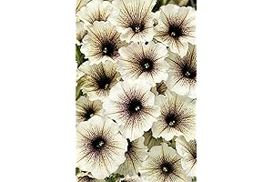 Marvelous Black Magic Petunias