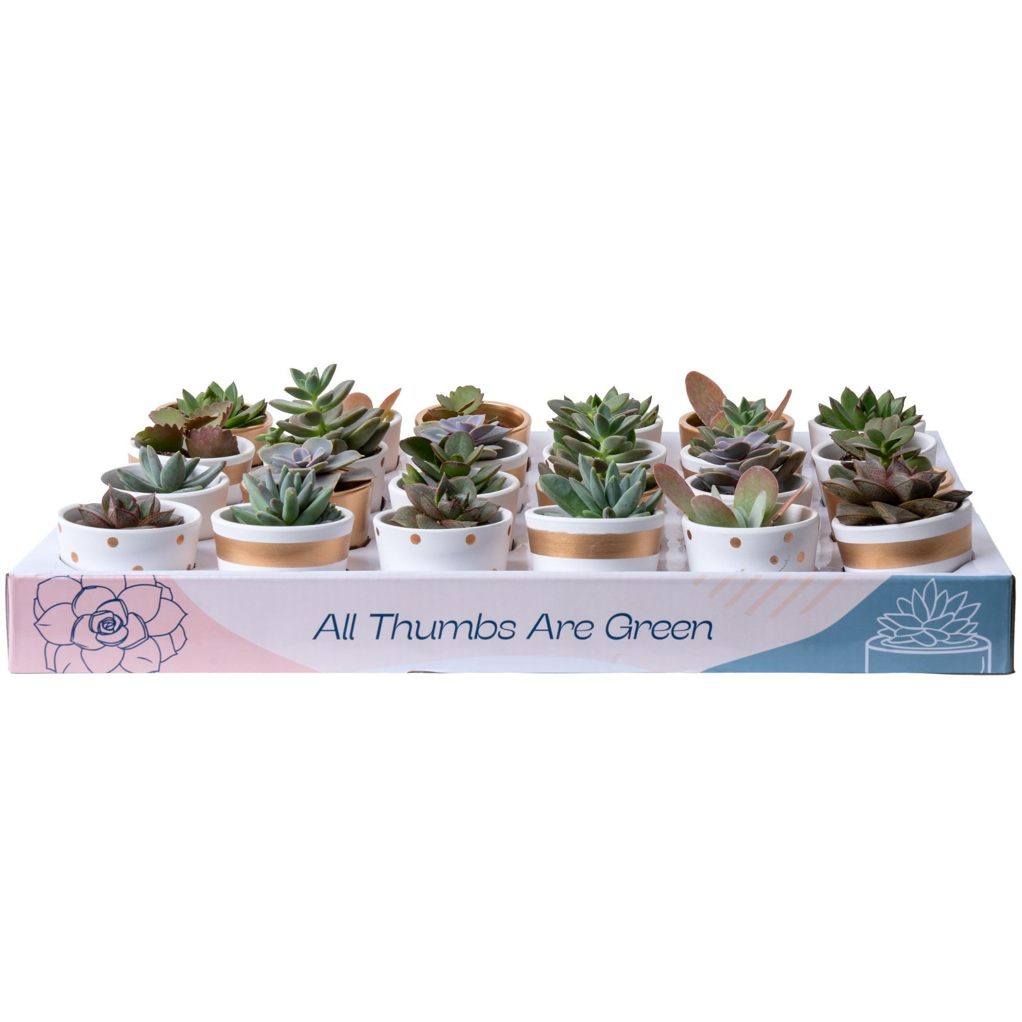 Costa Farms Succulents (24 Pack), Live Mini Succulent Plants in Ceramic Decor Planter Pots, Indoor Houseplants in Potting Soil, Bulk Baby Shower Gifts, Party Favors, Bridesmaid Gifts, 2-Inches Tall
