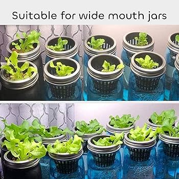 ブ*ト様 2025実生苗セットb 4センチポット 楽天市場】蝶蘭 植木鉢 20鉢セット 胡蝶蘭 植木鉢 育苗ポット