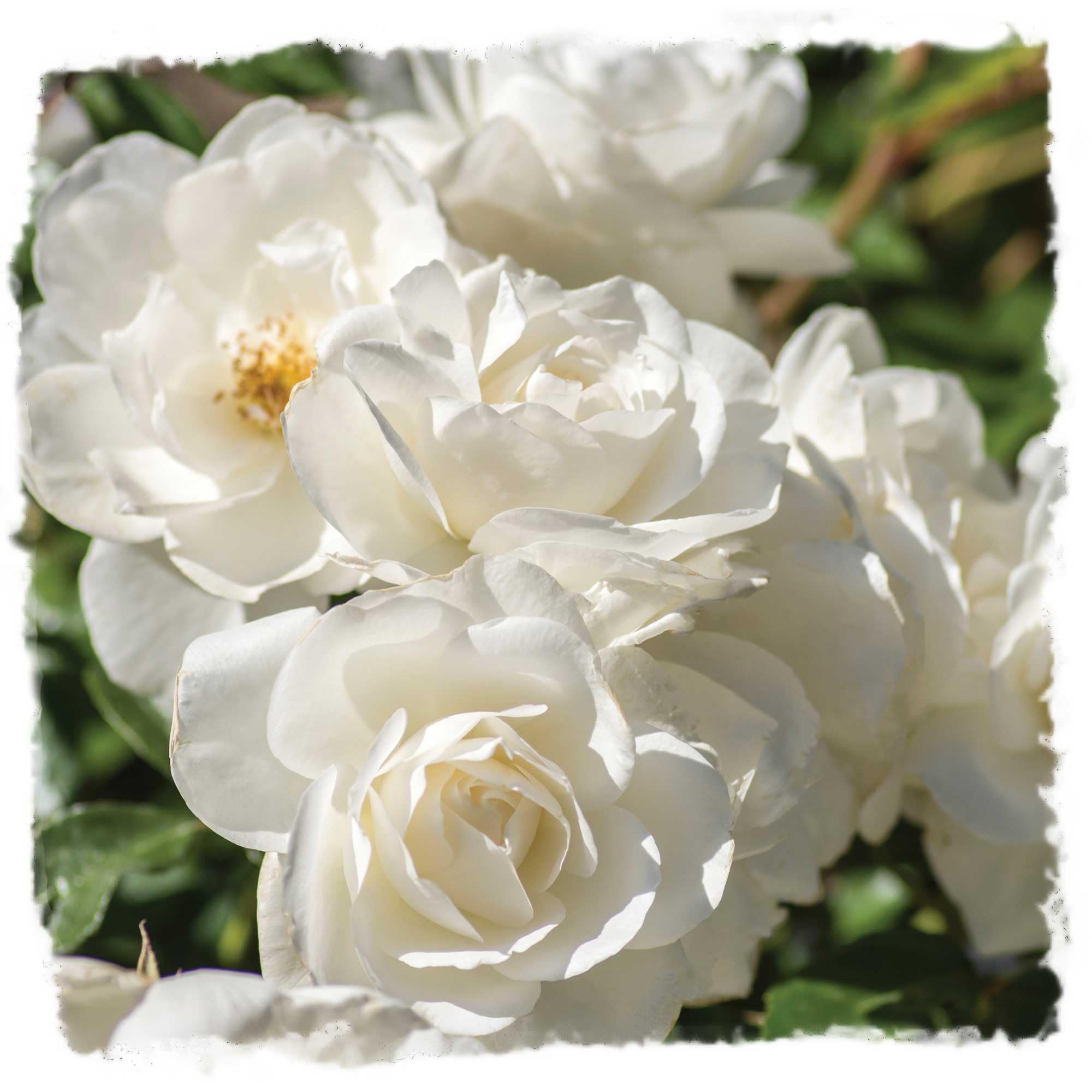 Iceberg Shrub Rose