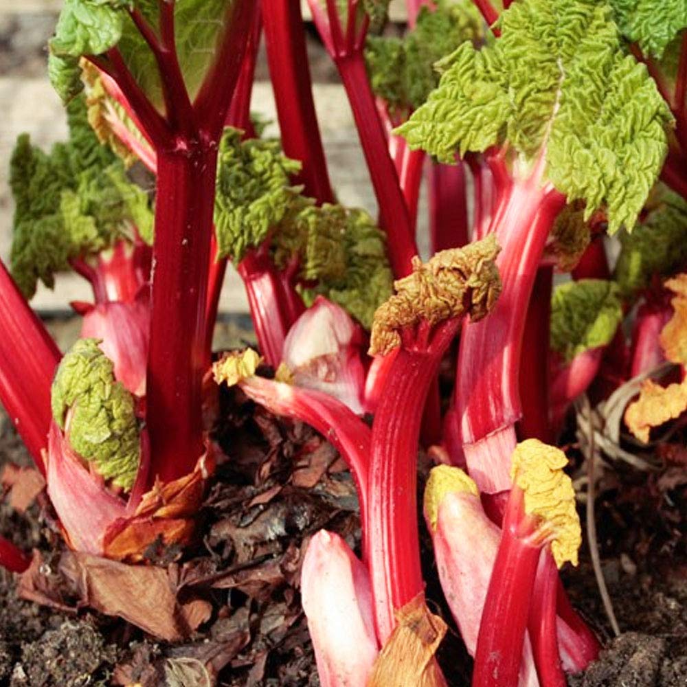 schone Rhubarb Plant Roots - Delicious Sweet Taste - Easy to Grow - Ready to Plant for Your Beautiful Kitchen Garden (1x Hosteiner), Pink