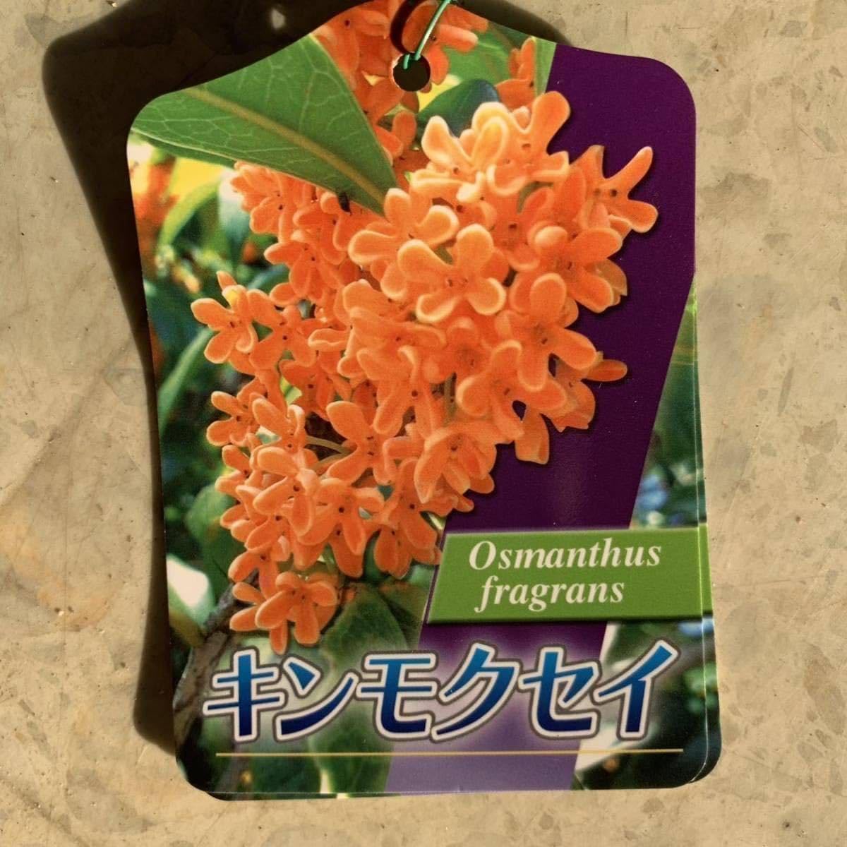 Amazon.co.jp: 金木犀&銀木犀 2本セット 根巻き キンモクセイ 秋の満開