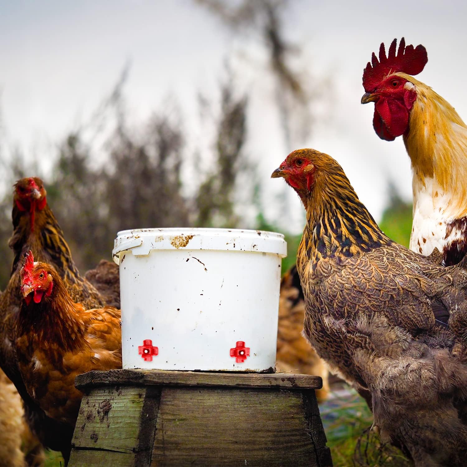 Horizontal Chicken Waterer Nipples Kit: 24 Pack Poultry Water Nipple Freeze Proof for Watering : Patio, Lawn & Garden