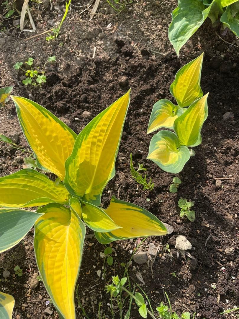 Amazon.co.jp: ホスタのオレンジマーマレード苗 抜き苗 1芽 : DIY