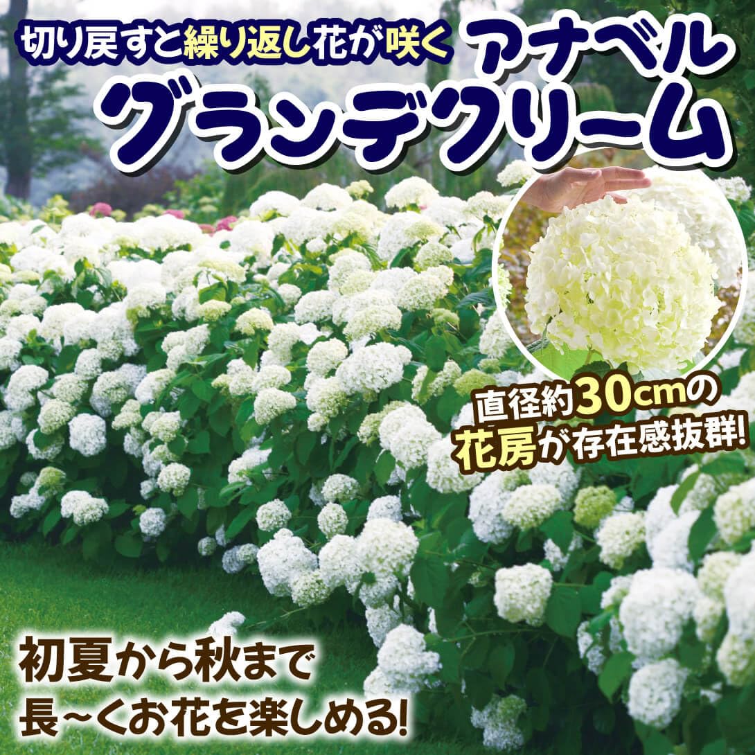 ✤ アナベル グランデクリーム ✤ 挿し穂 3本 ⚘˖* ネコポス発送 ⚘˖* ✤ アナベル グランデクリーム ✤ 挿し穂 3本 ⚘˖* ネコポス発送