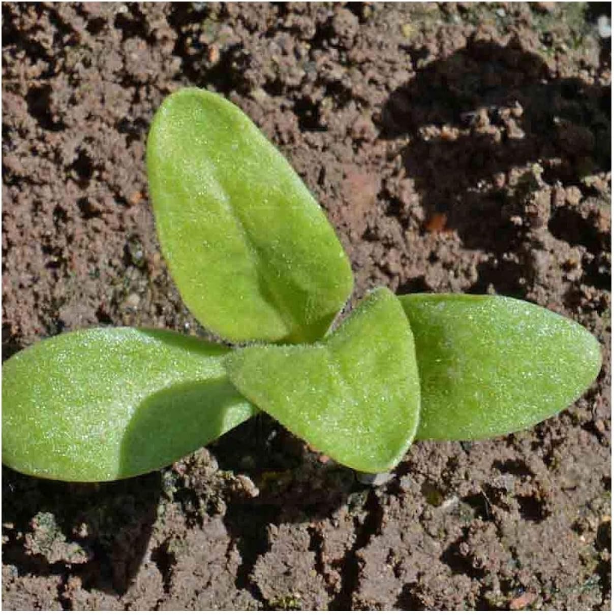 Everwilde Farms - 1 Lb Fiesta Gitana Calendula Wildflower Seeds - Gold Vault