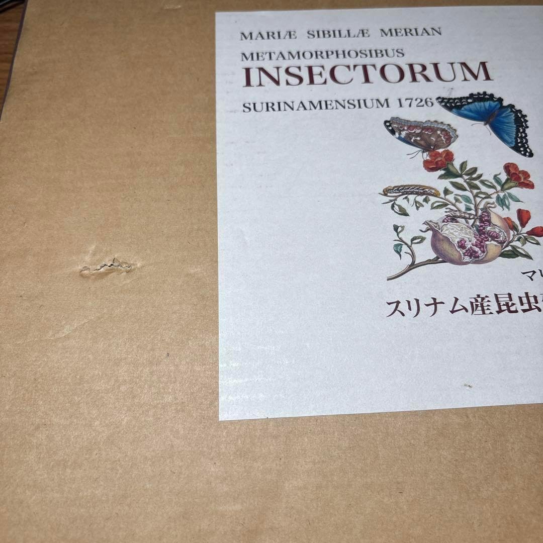 スリナム産昆虫変態図譜1726年版 71ifQb9SavL.jpg_BO30,255,255,