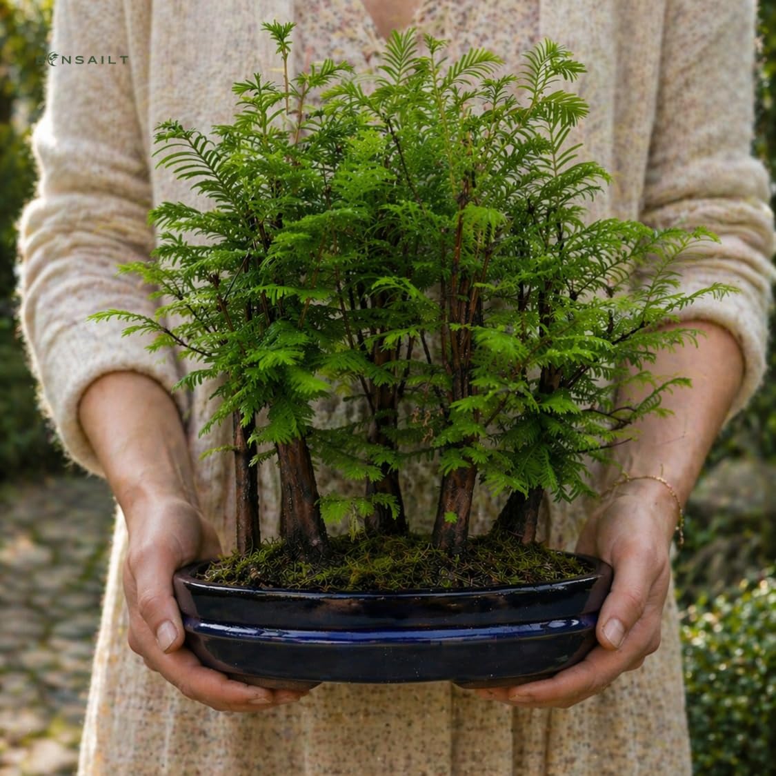 Bonsai Wald Metasequoia  Lebender Urweltmammutbaum im 29cm Topf |  Indoor/Outdoor Bonsai Baum | Seltene Geschenkidee | Pflegeleicht |  Dekopflanze fr ...