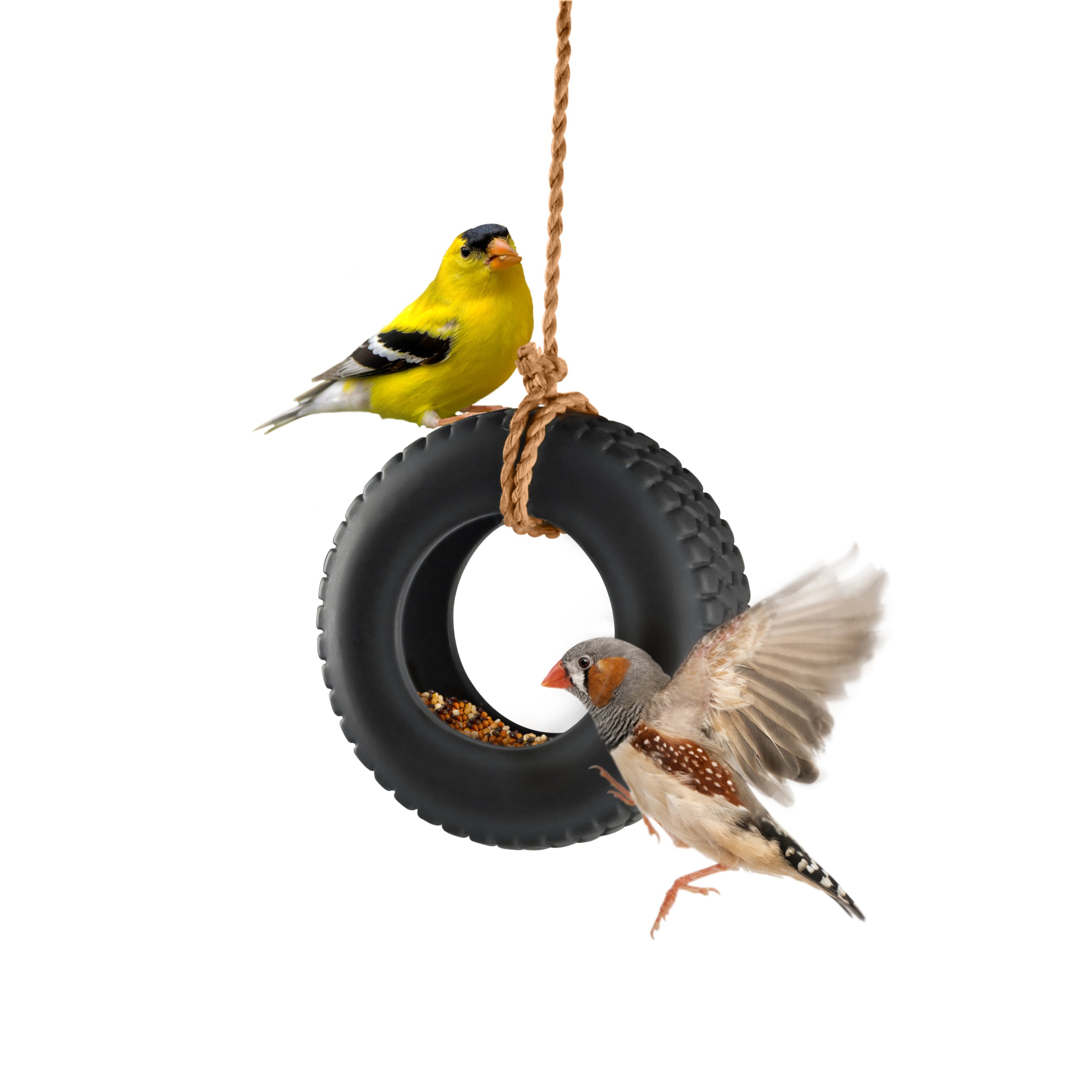 Fred Genuine Swing Time Mangiatoia per Uccellini, Silicone, Nero, 4.5x15x35.5 cm