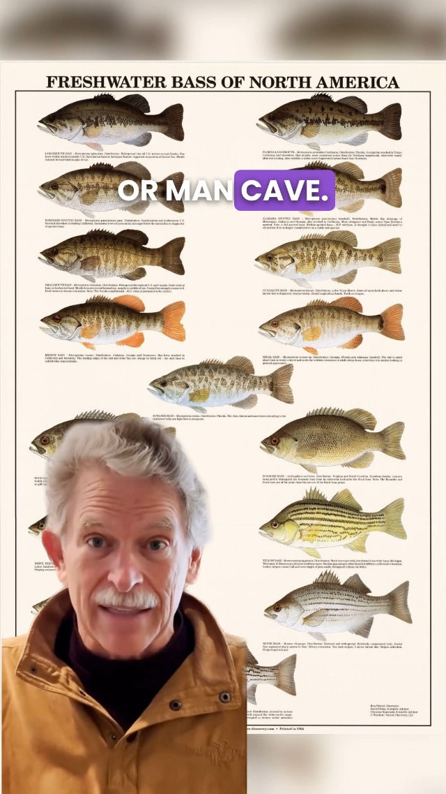 Taskmaster Fish Poster Fish Poster Taskmaster