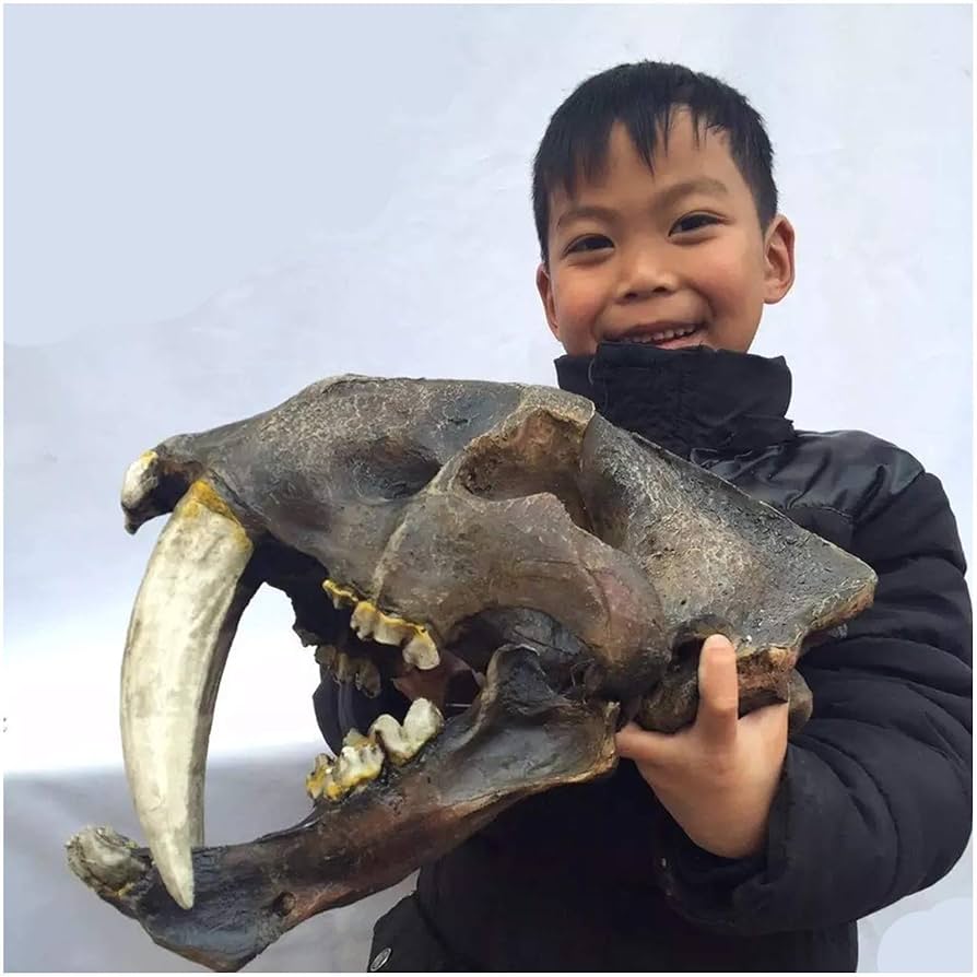 貴重！ポットー 頭骨 貴重！ポットー 頭骨