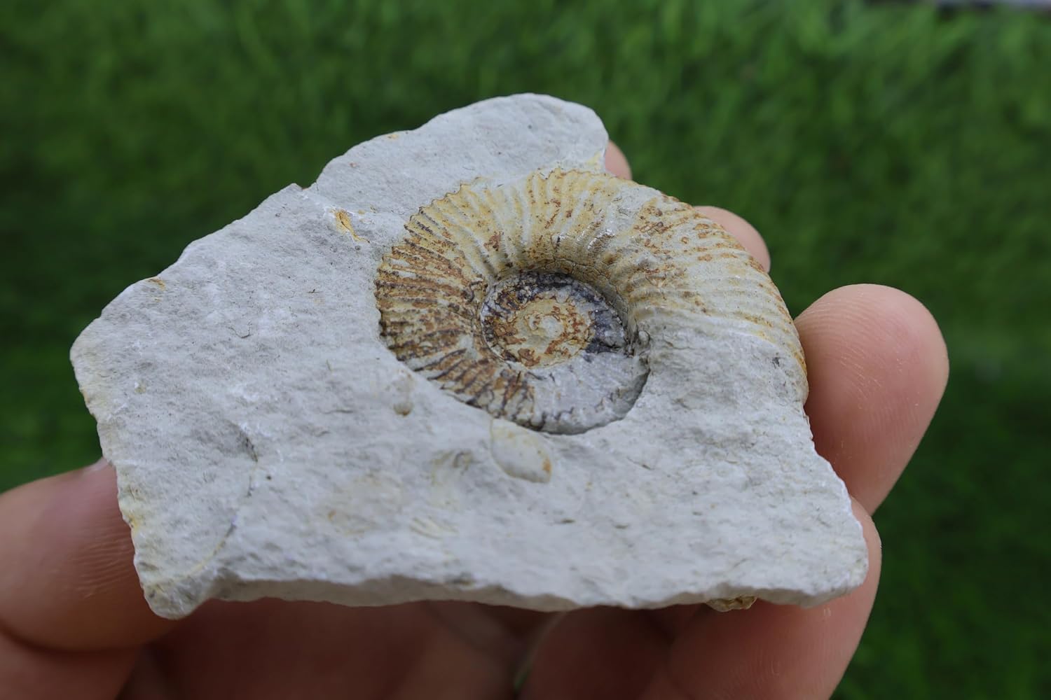 Olcostephanus Ammonite Fossil – Natural Early Cretaceous Marine Fossil on Matrix, Morocco A526