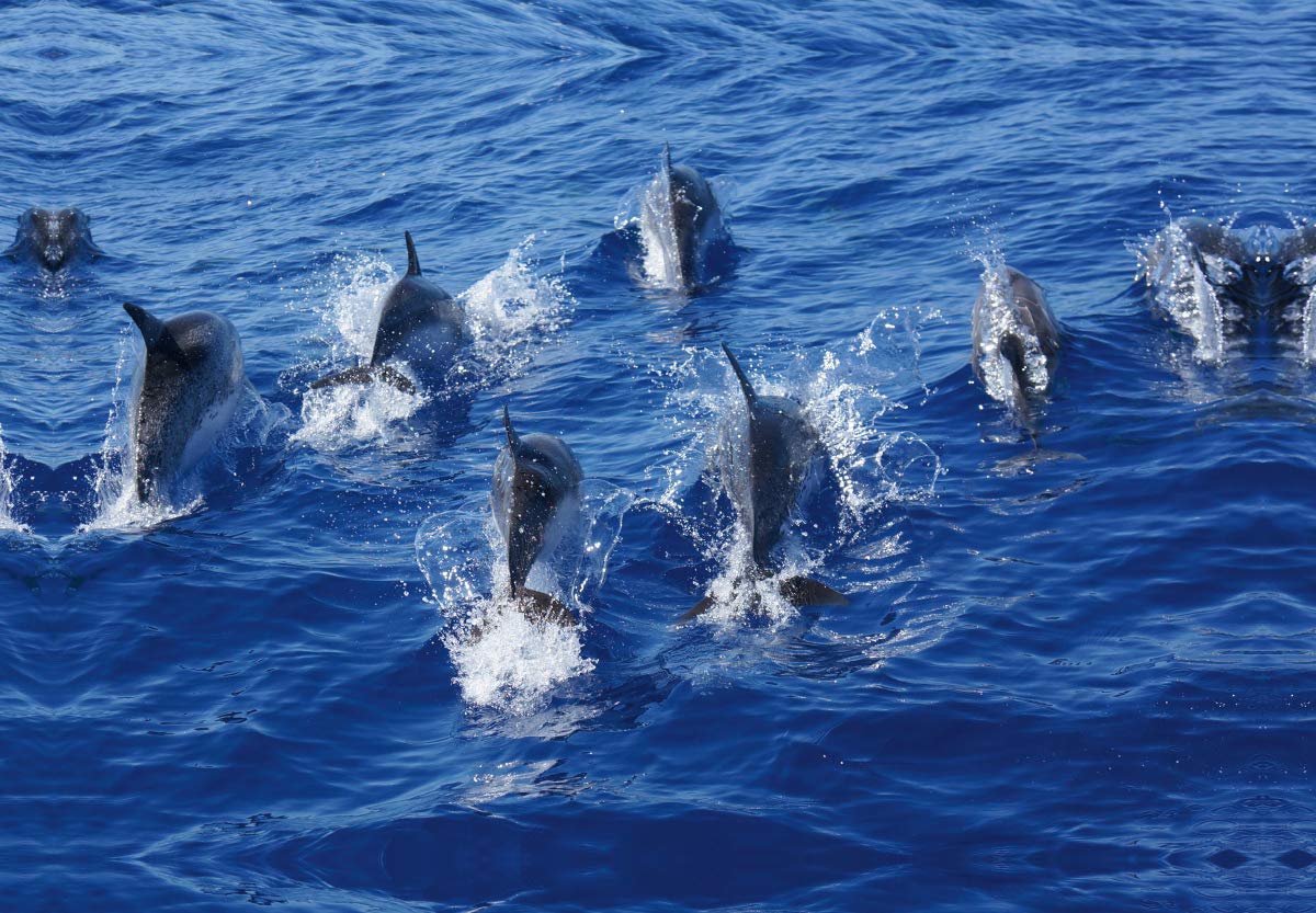 CALVENDO Madeira 2019 - Familienplaner hoch