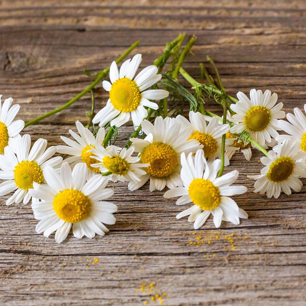 Camomile Seeds – Matricaria Chamomilla – Aromatic, Soothing Herb Flowers – Easy to Grow Italian Variety