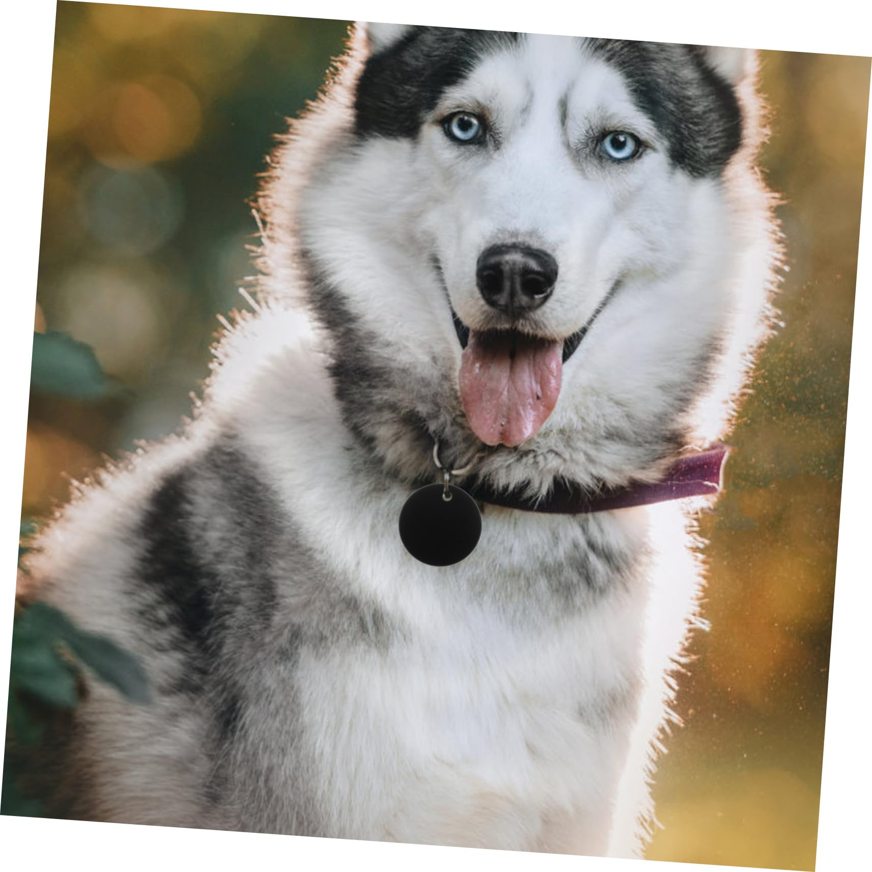 75 Piezas etiqueta en etiqueta de mascota en etiquetas de perro para mascotas de identidad dog coleiras para cães identificativa perro mascota colgante SEWACC