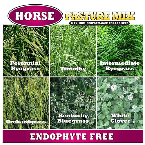 Miniatura 2 de Mountain View Seeds 100371 - Semilla de hierba mixta de caballo, 25 libras