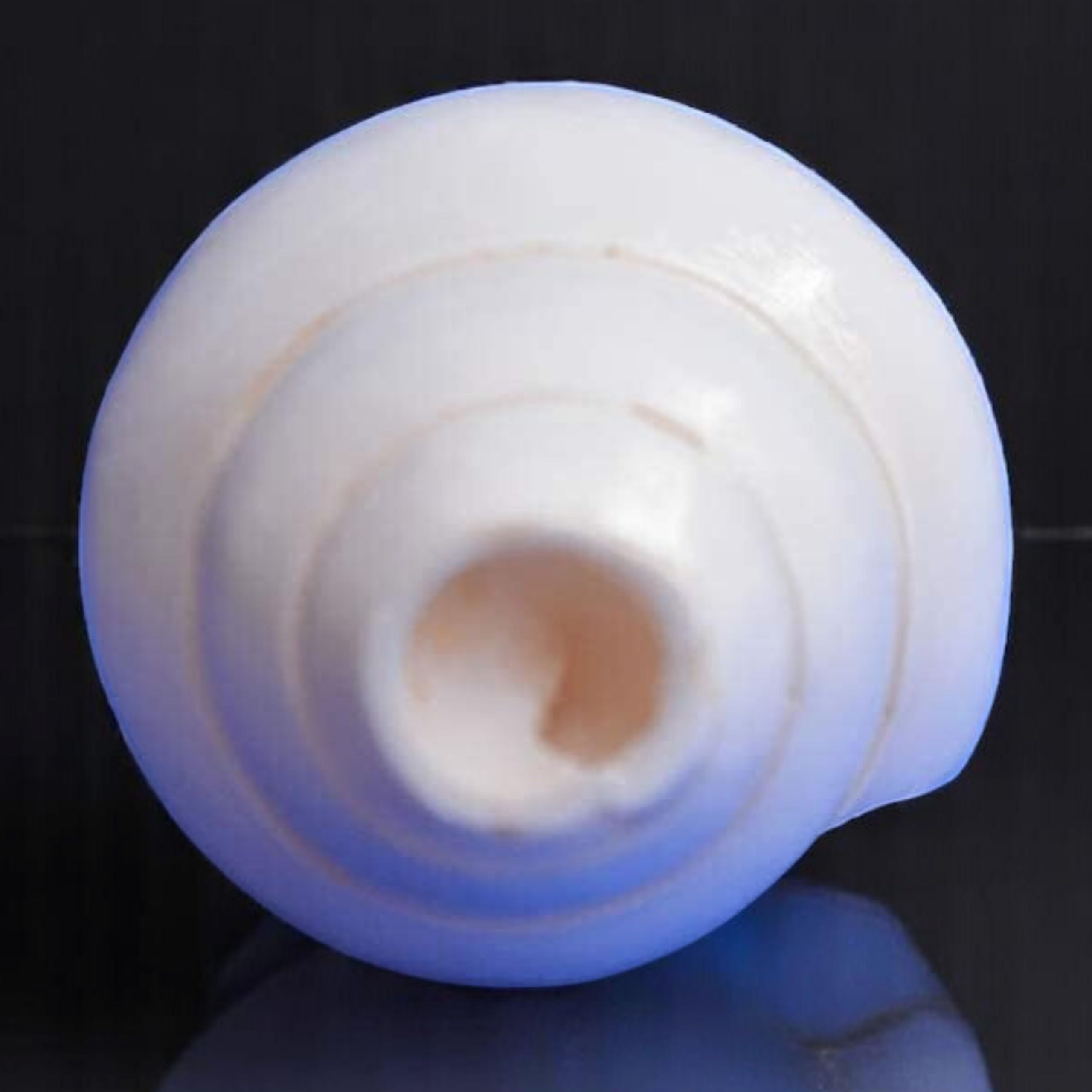 Original Blowing Shankh (VAMAVARTI BAJNEWALA) - Conch Shell - strong & Big Vamavarti Blowing Shankh (white) ~ Shankha Conch Shankh - Shankh Shell Shankh for lung strength / immunity 5 "inch