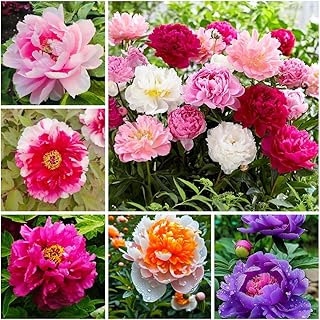 Peony Seeds for Garden Planting, 99 Pieces, Mixed Colors, Perennial Flow...