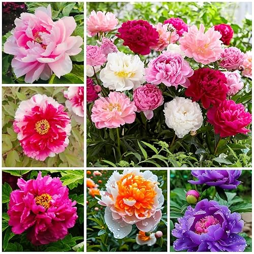 Peony Seeds for Garden Planting, 99 Pieces, Mixed Colors, Perennial
