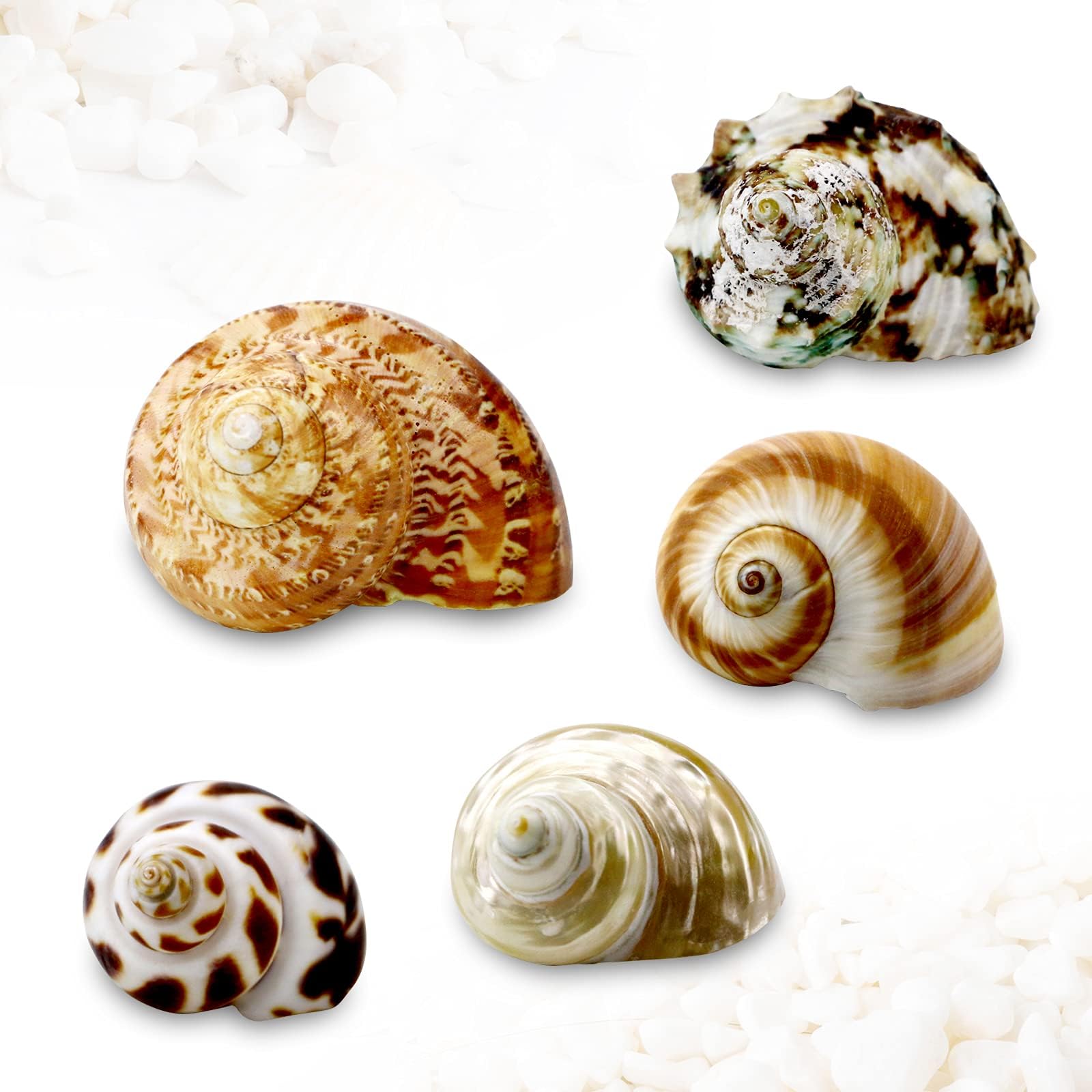 5 Pcs Natural Hermit Crab Shells Large, Sea Turbo Shells, Hermit Crab Houses, Ornaments Decoration for Fish Tank Aquarium (2 inch to 2.5 inch)