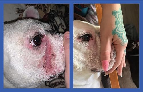 Miniatura 5 de Squishface Pasta antiarrugas  Bulldog Bulldog francés Pug Bulldog inglés limpia arrugas manchas de lágrimas bolsillos traseros y patas removedor de