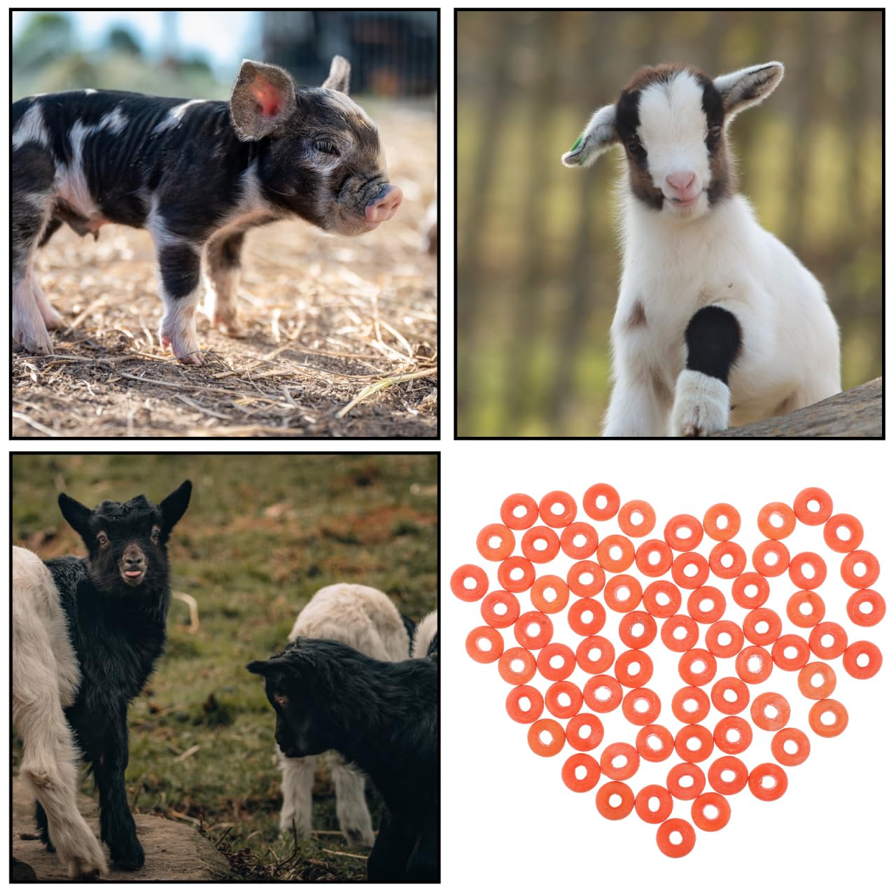 Elastici Per Castrare Capre Bande Agricole Anelli Gomma Applicatore 100 Pezzi