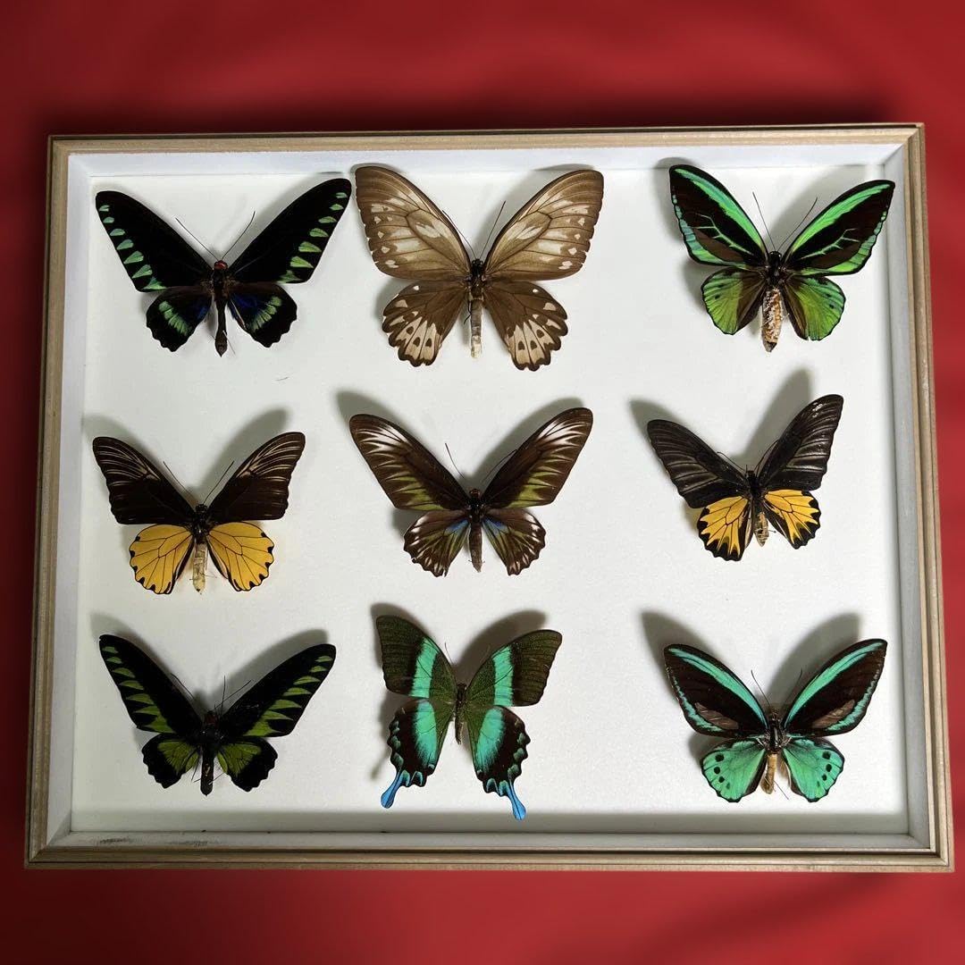 蝶標本ドイツガラス木箱現状品のみ41x50x6cm コレクション 9匹 <0729z