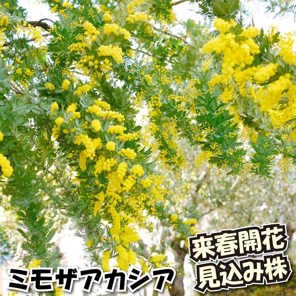 感謝SALE!もりもりミモザのリース　26㎝　銀葉アカシア　花かんざし　春 Amazon.co.jp: 花木苗 ミモザアカシア 銀葉アカシア 来年開花見込み株