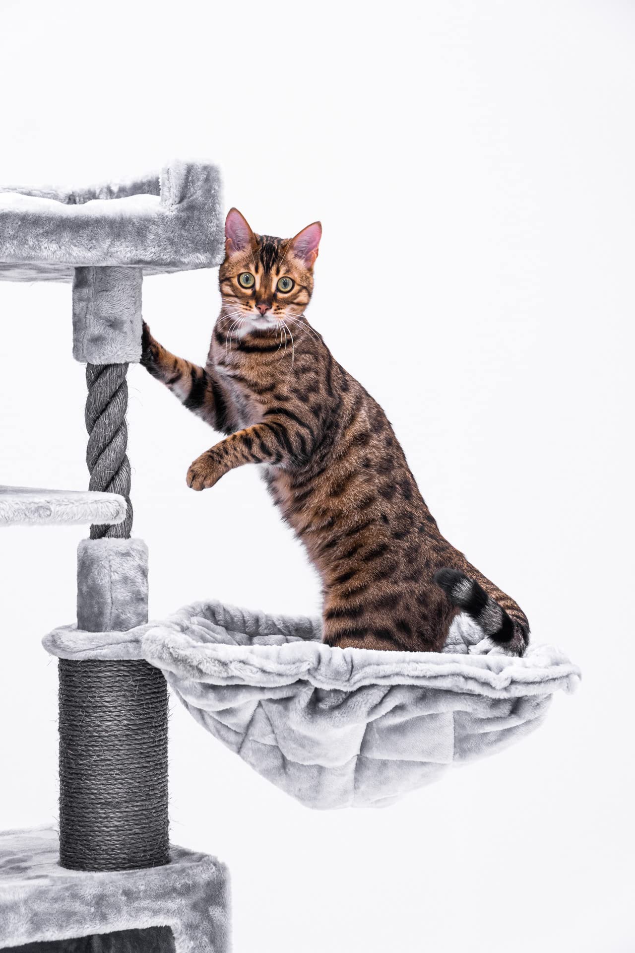 Petrebels Arbre à Chat Parklane 131 cm, Couleur Gris, Design Arbre à Chat avec Hamac