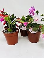 Vista 1 de Christmas Cactus Party 2 Plants -Zygocactus Plants 4" Pot