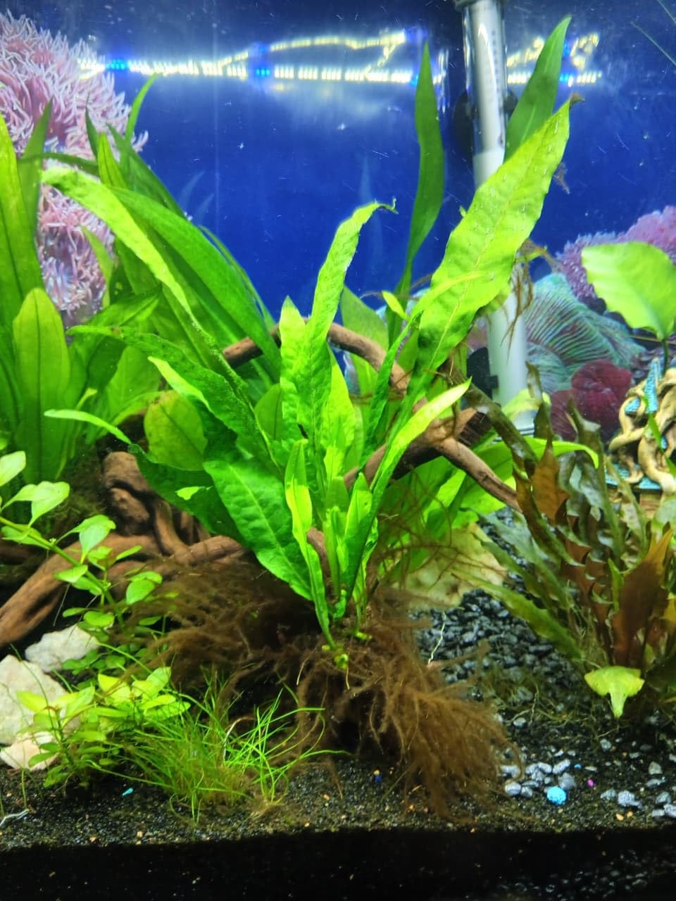 Microsorum Pteropus Leptochilus Pteropus Live Java Fern Plant Water Fern for Planted Aquarium & Safe Livebearer Fish Breeding Haven 10-20 Cm Size (5 Healthy Live Farn Plant)-image-33