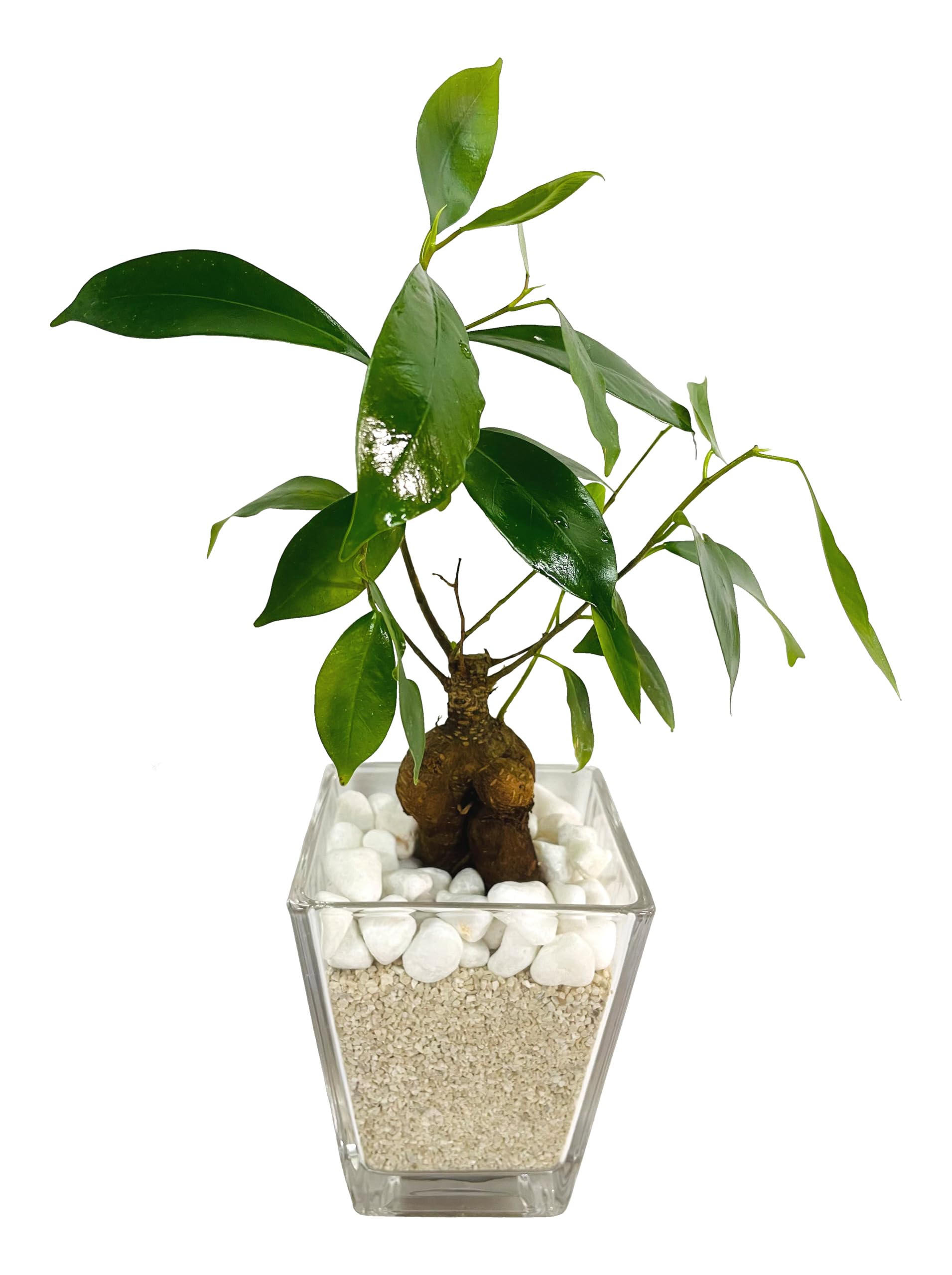 その他観葉植物 Nao nao (@na0_plants) • Instagram photos and videos