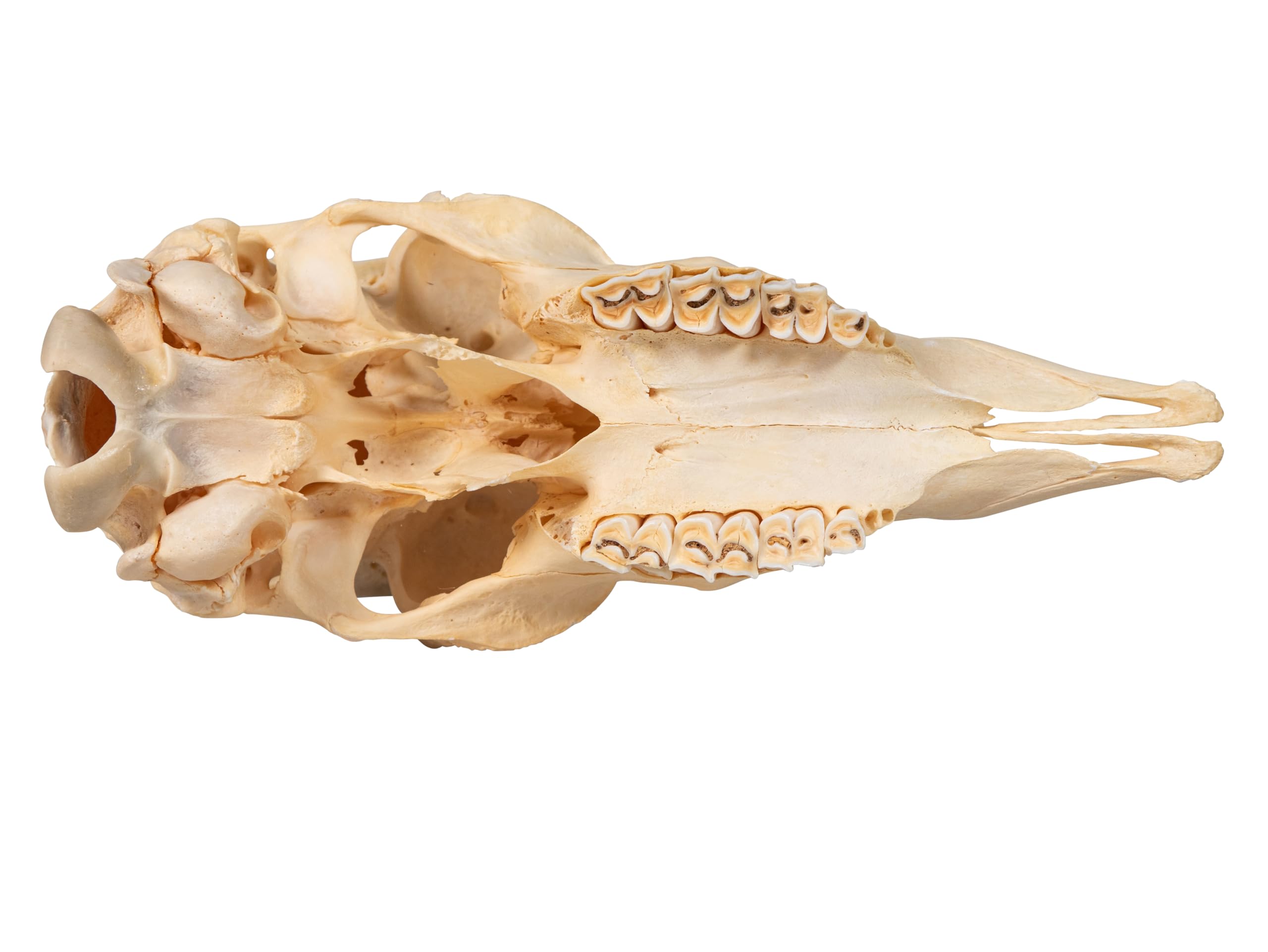 Amazon.com: Real Male Springbok Skull G4565 : Industrial & Scientific