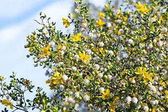 Lowhill Valley Chaparral Leaf – Dried Creosote Bush - 100% Pure Larrea Tridentata for Herbal Infusion – Non-GMO, Sustainably Sourced, Hand-Packed – 100g