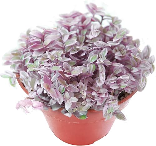 Miniatura 24 de Sprout N Green Calico Kitten Crassula Pellucida Variegata, suculenta viva de 4 pulgadas totalmente enraizada con mezcla de tierra, planta de casa