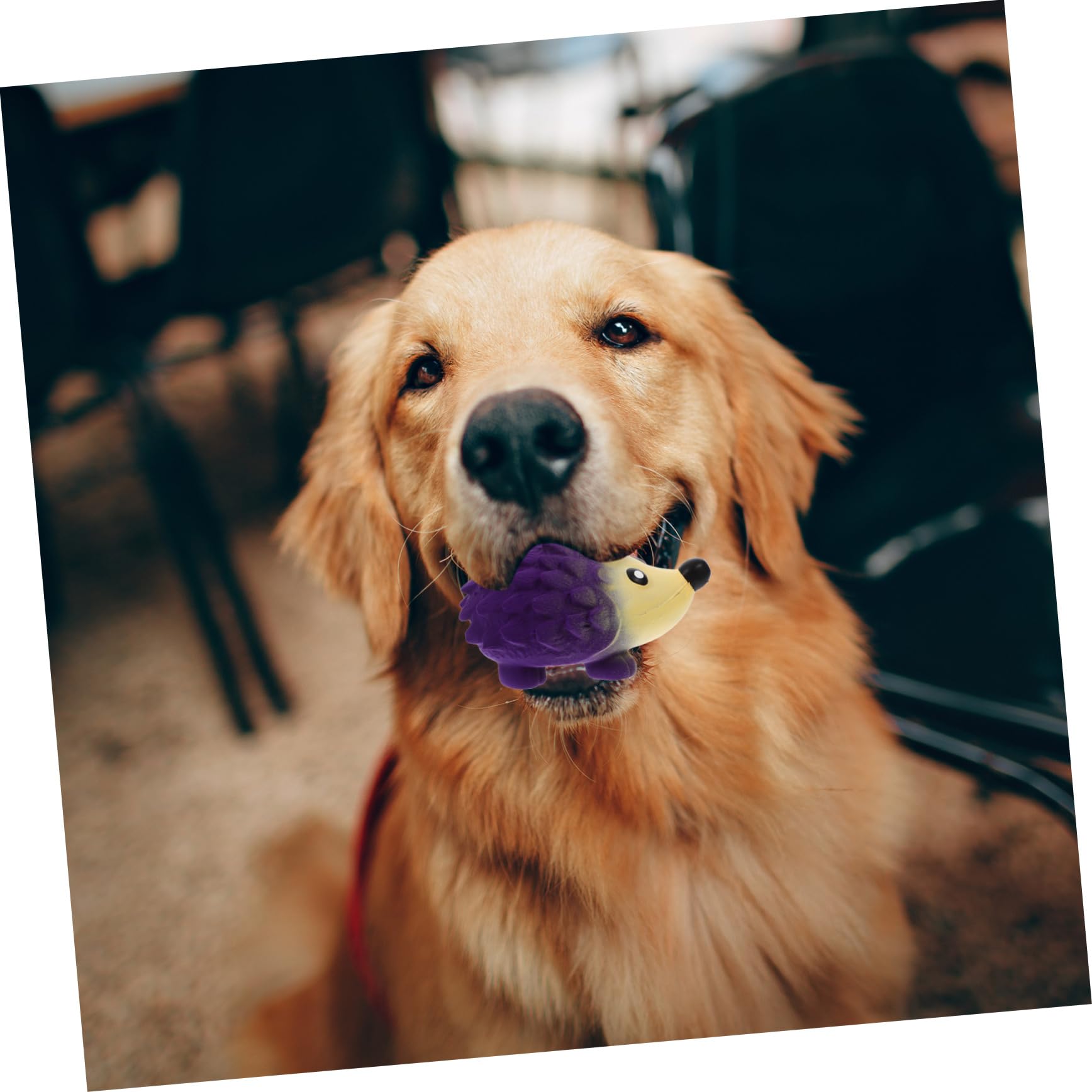 Kisangel 4 Juguetes para Perros Pequeños Aptos para Mascotas con Sonido Chirriante Y Diseño De Dibujos Animados.