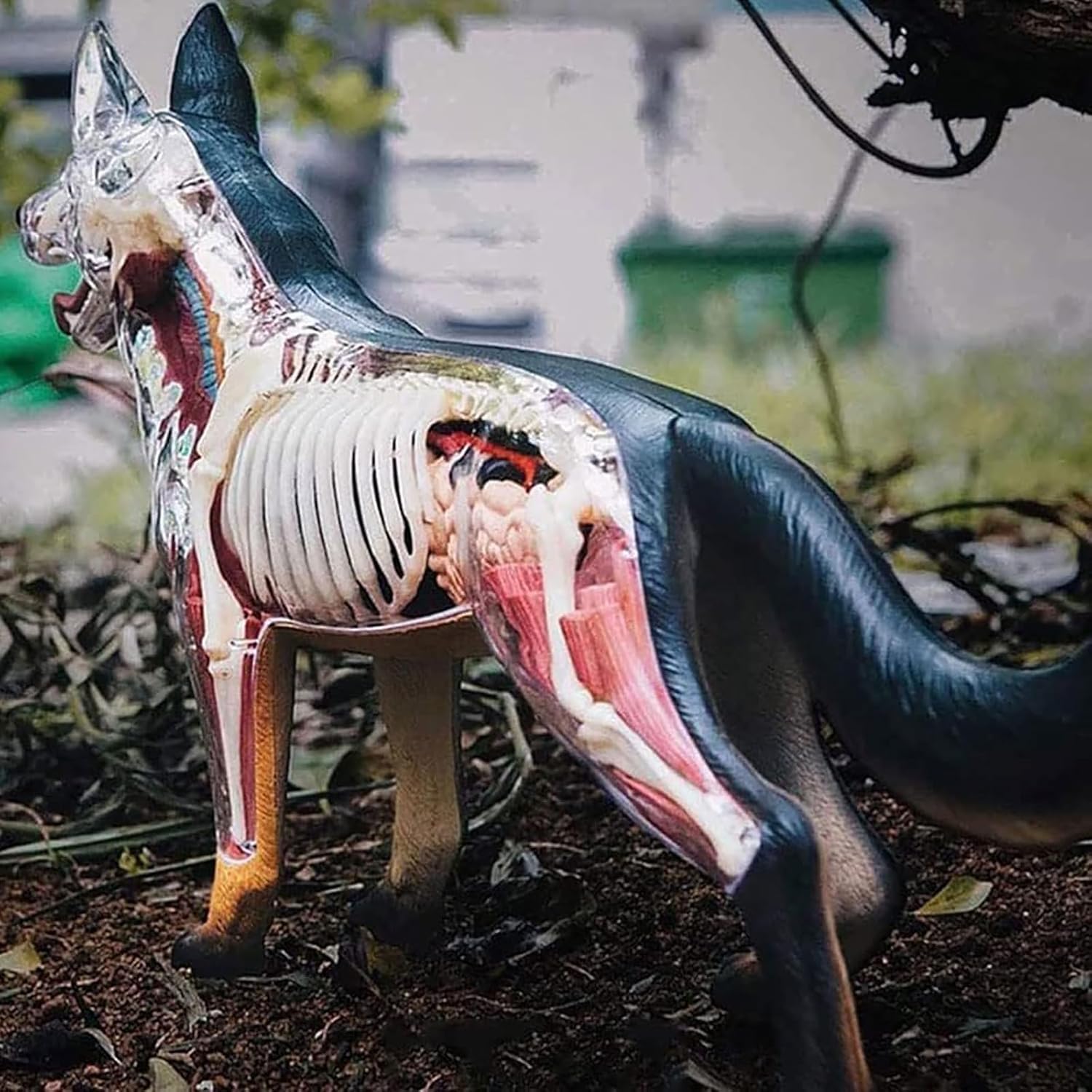 Model anatomii psa 4D z odłączaną biologią, 29 części do pokazu nauczania zwierząt i szkolenia weterynaryjnego