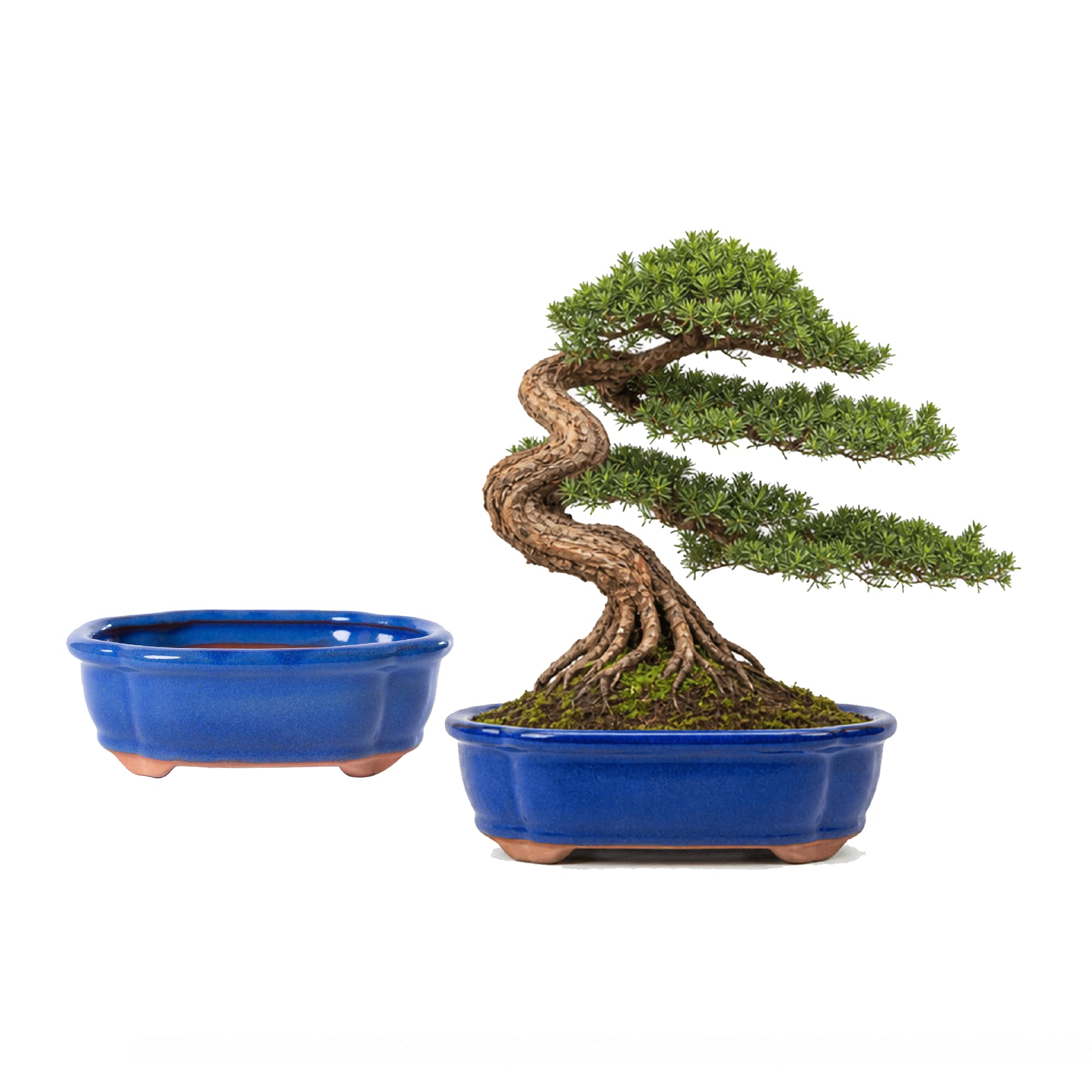 2er Set Bonsai Schalen Keramik (oval, 15 x 11,5 x 5,5 cm) – Blau-Glasur – Mit Drainageloch & Gitter – Handgefertigte Bonsaitöpfe für Zimmerbonsai & Sukkulenten – Frostfest & dekorativ