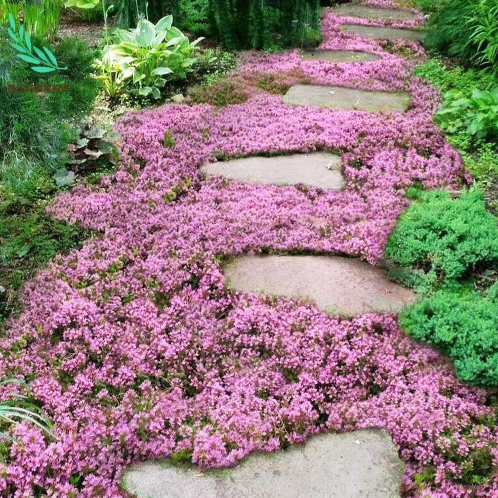 150 Stck kriechender thymian samen mehrjhrig winterhart saatgut alte  sorten geschenke fr gartenfreunde kruter pflanzen balkon krutersamen  winterharte pflanzen fr garten : Amazon.de: Garten