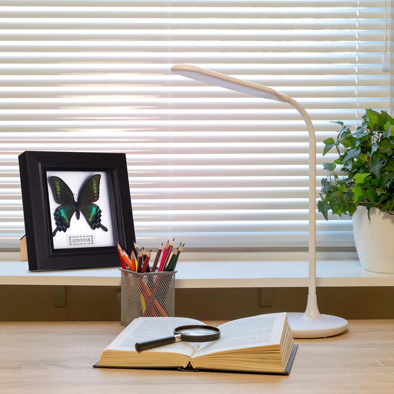 Cadre pour exemplaires de Morpho Bleu Exquis Encadré et monté en Noir pour présenter des curiosités comme décoration de Table à Suspendre