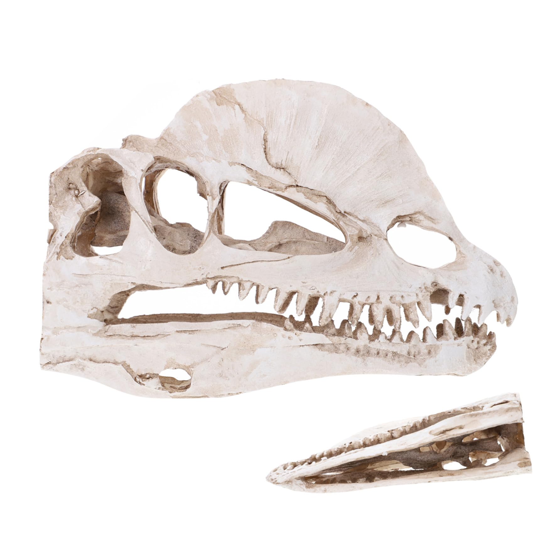 Crâne de Dilophosaurus déco résine pour remplacer plastique