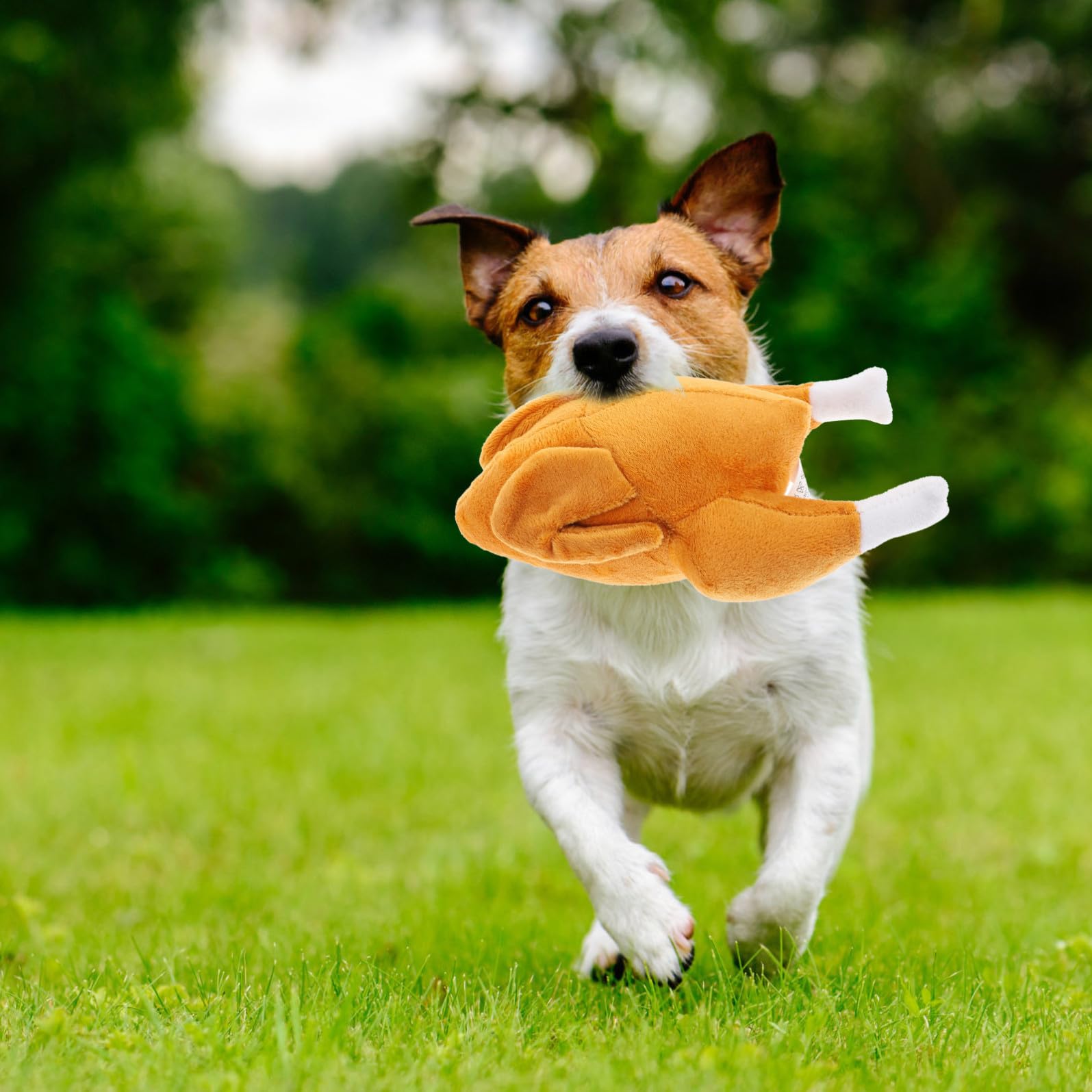 INOOMP 5pièces Jouet à Mâcher Squeaky pour Chiens Jouet Interactif De Formation Chasse Stimule Instinct De Recherche pour Chiots Et Petits Chiens Facile à Nettoyer Et Amusant