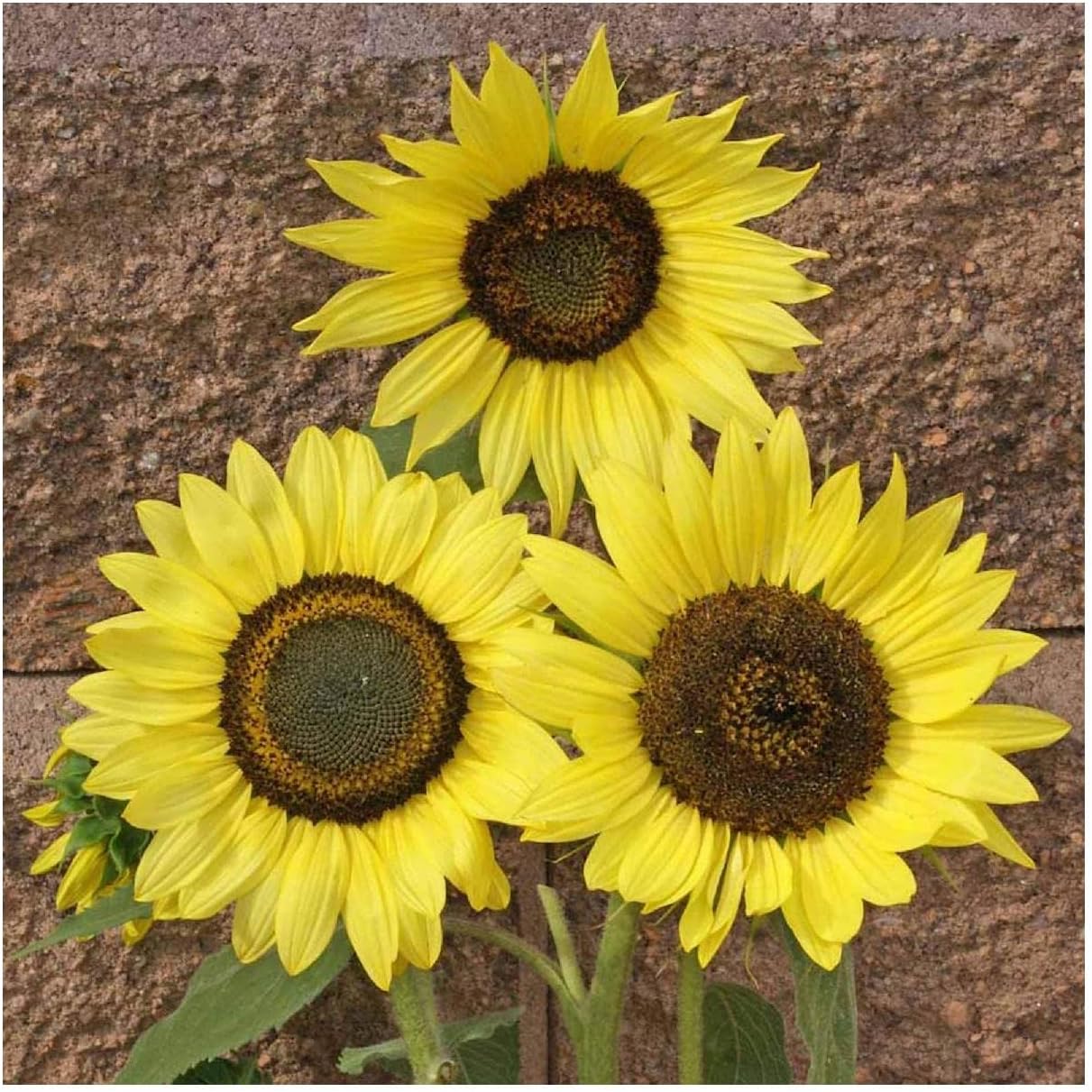 Everwilde Farms - 1 Lb Lemon Queen Sunflower Wildflower Seeds - Gold Vault