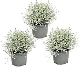 Exotenherz - Stacheldrahtpflanze - Silberdraht - Calocephalus brownii - 12cm Topf 3 Pflanzen