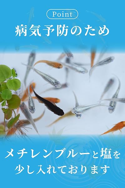 メダカ 生体 黒メダカ 【日の丸めだか】 (10匹) めだか クロメダカ 観賞魚 - 3