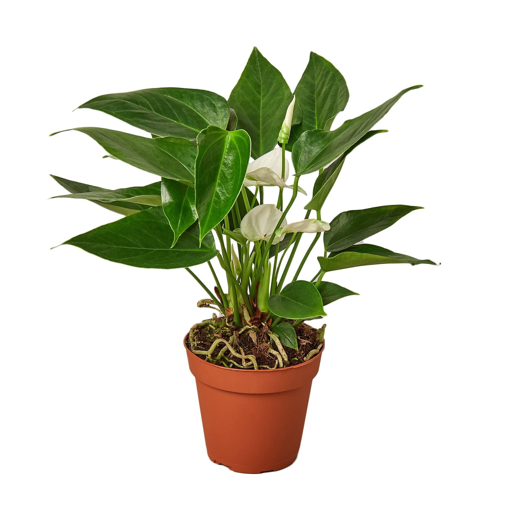 HOUSEPLANTSHOP Anthurium White