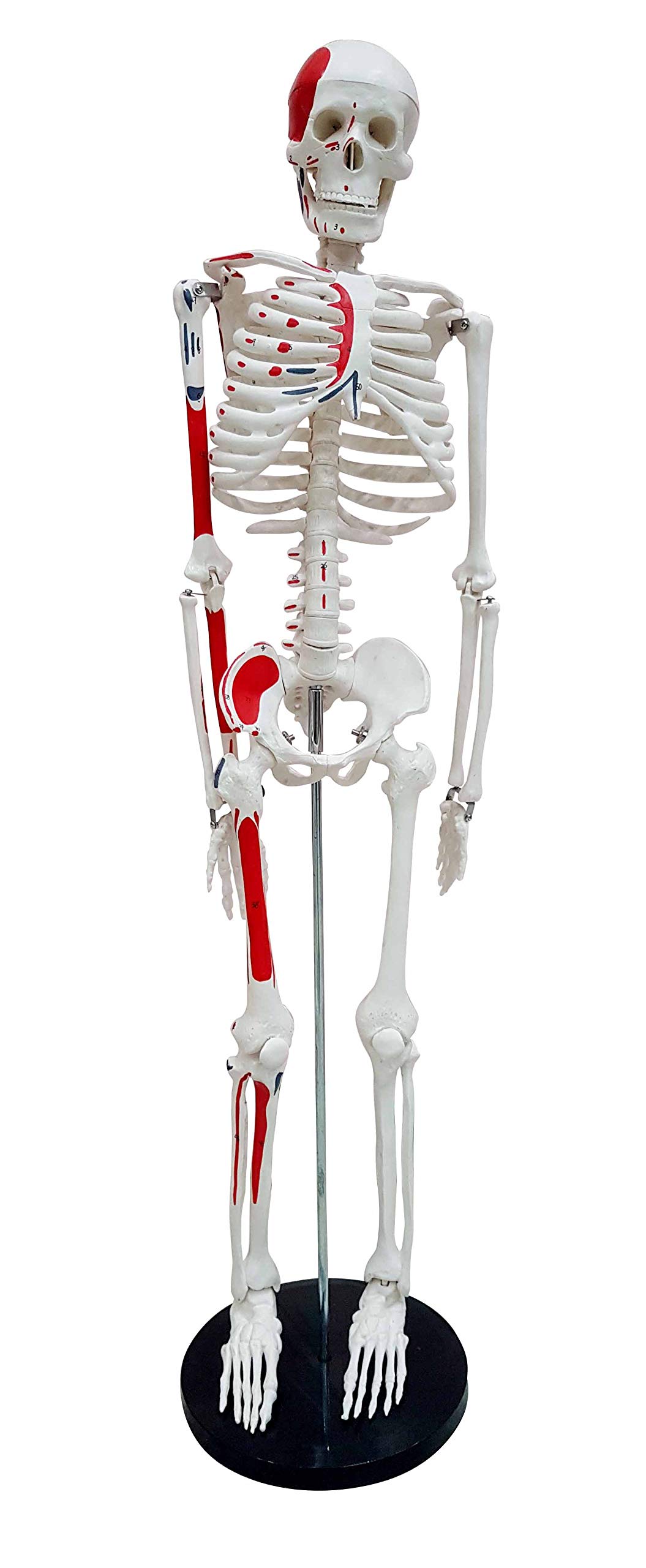 TeachingNest | Human Skeleton Model 85 cm Numbered PVC Plastic | Anatomical Model (B08T9QR2B1) Amazon Price History, Amazon Price Tracker